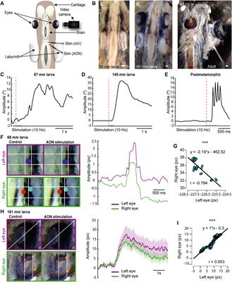 Unravelling the functional development of vertebrate pathways controlling gaze